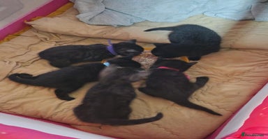 British Shorthair cats 5 Beautiful Black & Grey Tabby Kittens - Advert 6