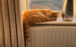 Exotic cats for sale: Exotic shorthaired Persian female - Image 3