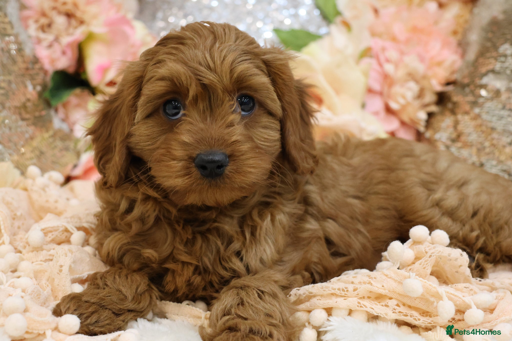 Cavapoo dogs *HEALTH TESTED* Cavapoo Puppies - Advert 1