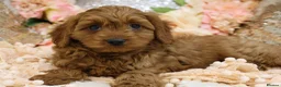 Cavapoo dogs for sale: *HEALTH TESTED* Cavapoo Puppies - Advert 1