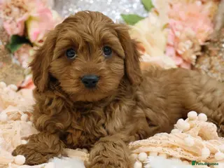 Cavapoo dogs for sale: *HEALTH TESTED* Cavapoo Puppies - Advert 2