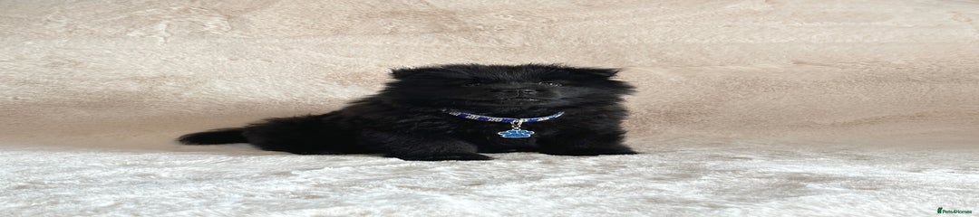 Puppy 6