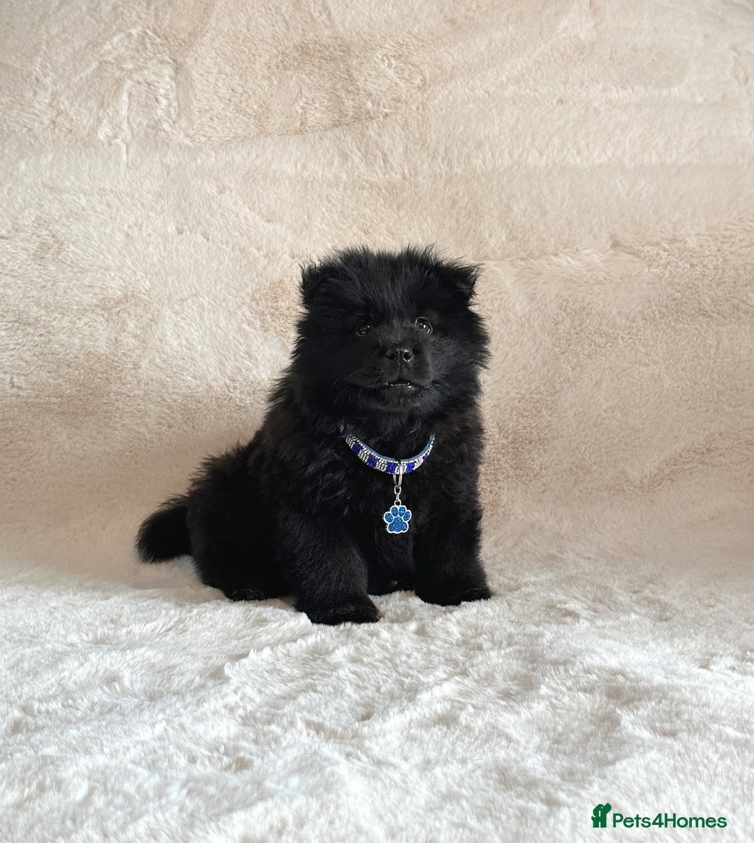Chow Chow dogs for sale: Exotic colour chowsky puppies for sale  - Image 8