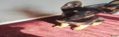 German Shepherd 2