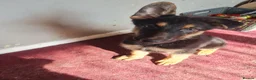 German Shepherd dogs for sale: 2x Male German Shepherd puppies for sale - Advert 6