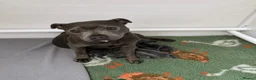 Staffordshire Bull Terrier dogs for sale: ⭐ Outstanding Staffordshire Bullterrier pups ⭐ in Wishaw - Advert 2