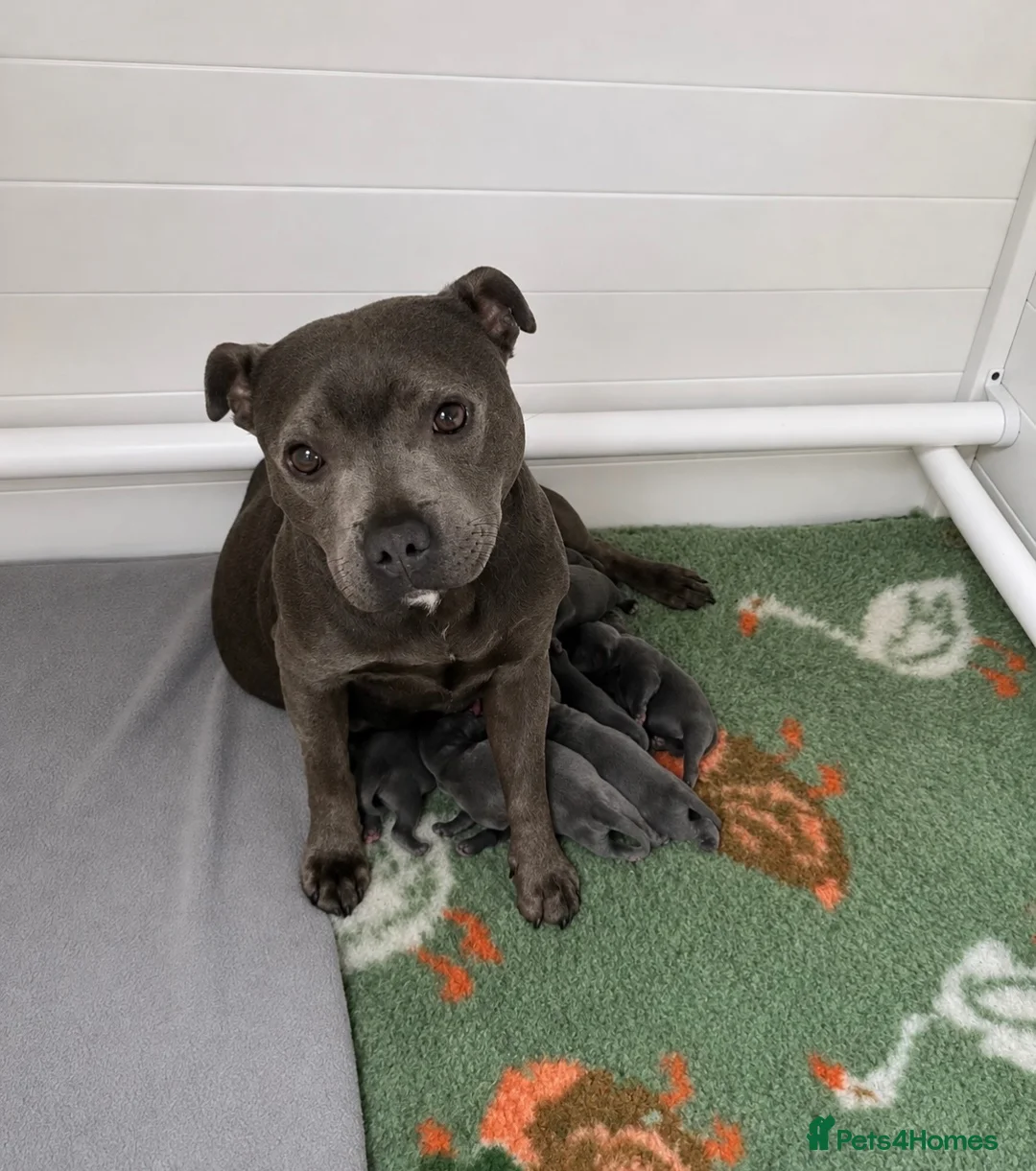 Staffordshire Bull Terrier dogs for sale: ⭐ Outstanding Staffordshire Bullterrier pups ⭐ in Wishaw - Advert 2