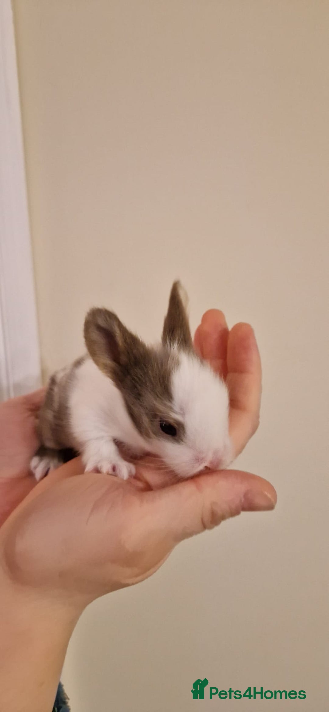 Lionhead rabbits for sale: Purebred Lionhead babies - Advert 9