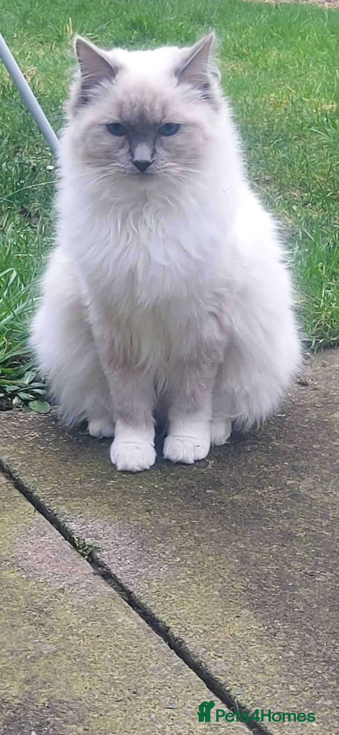 Ragdoll cats for sale: Pure ragdoll kittens - Advert 8