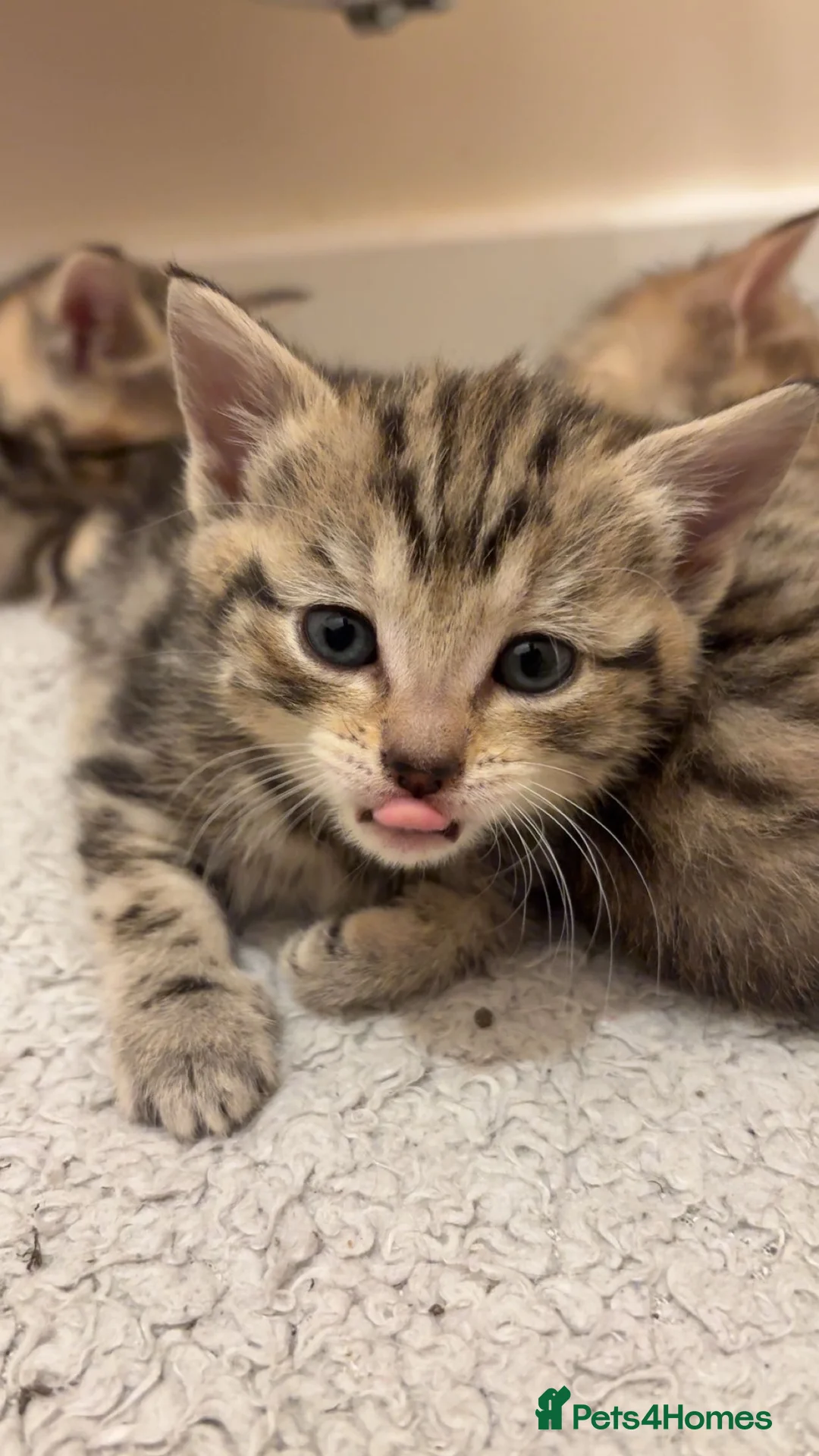 Mixed Breed cats for sale: 4 tabby kittens for sale. - Advert 5