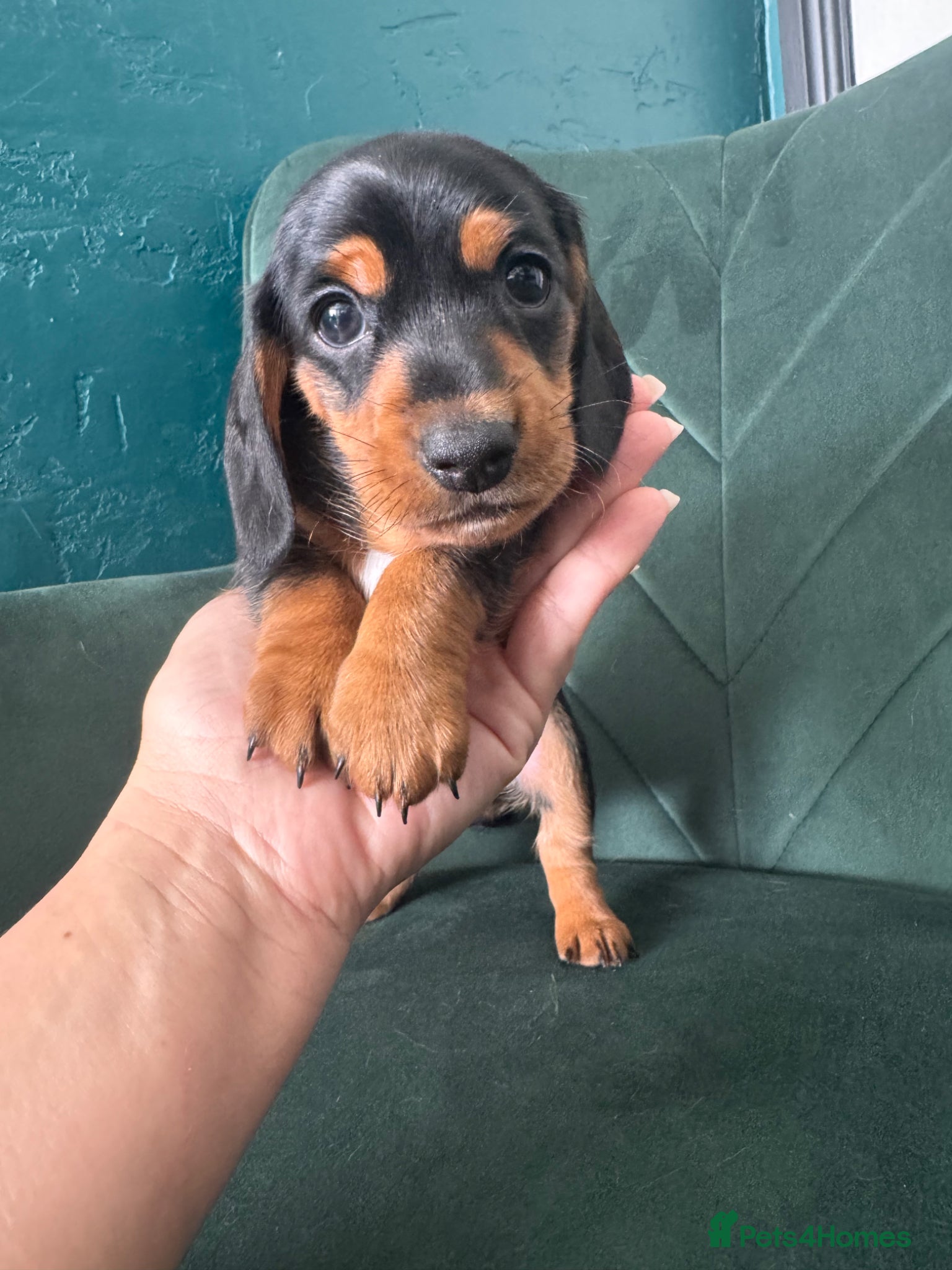 Miniature Dachshund dogs 2 KC registered miniature dachshund puppies - Advert 3