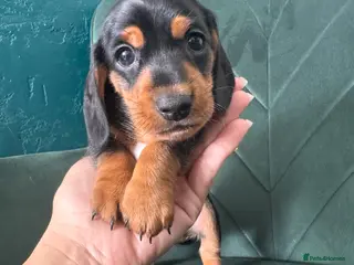Miniature Dachshund dogs 2 KC registered miniature dachshund puppies - Advert 3