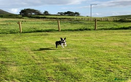 Boston Terrier dogs for stud: Champion Bloodlines KC Boston Terrier Stud Dog in Ebbw Vale - Image 6