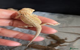 Bearded Dragon reptiles for sale: Baby bearded dragons hypo, trans, leatherback  - Image 8