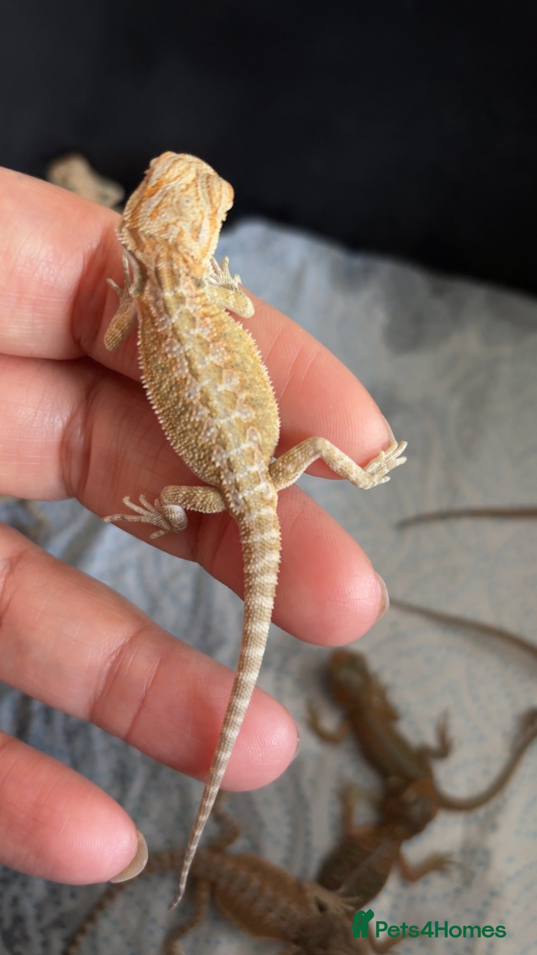 Bearded Dragon reptiles for sale: Baby bearded dragons hypo, trans, leatherback  - Image 8