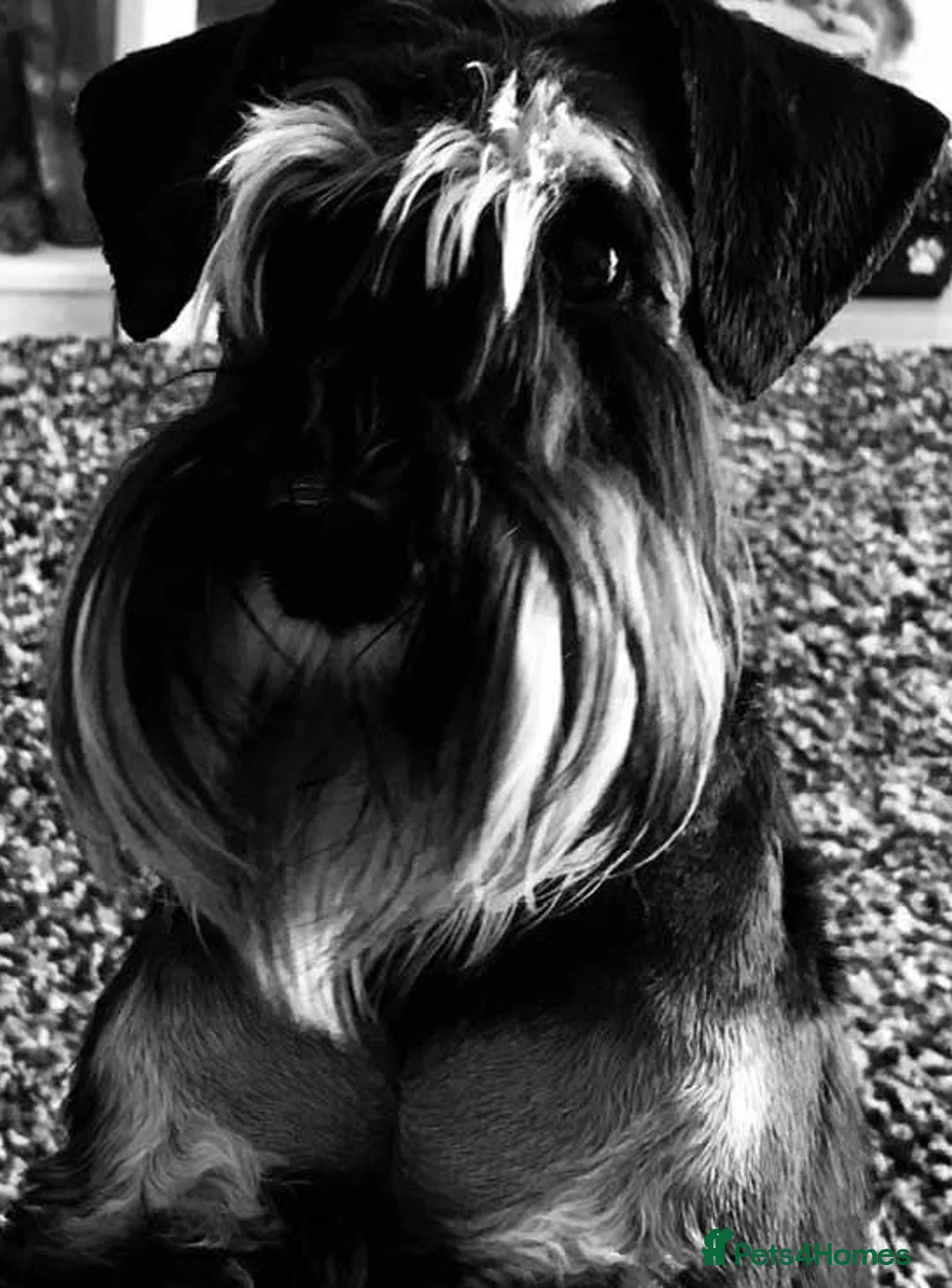 Miniature Schnauzer dogs for sale: Miniature schnauzer black girl  - Advert 2