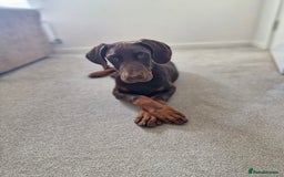 Dobermann dogs for sale: 7 month old doberman  - Image 3