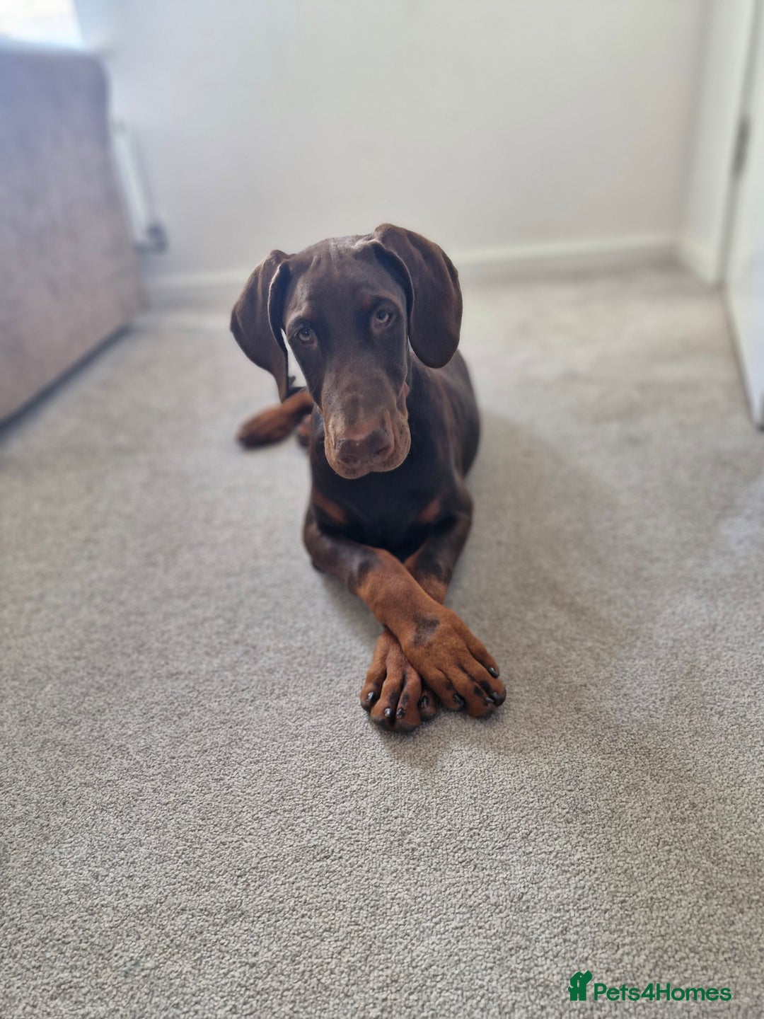 Dobermann dogs for sale: 7 month old doberman  - Image 3