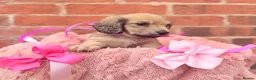 Miniature Dachshund dogs for sale: Long haired miniature dachshunds  - Advert 4