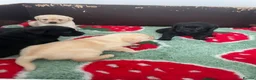 Labrador Retriever dogs for sale: Stunning Puppies From Show Winning Parents - Advert 14