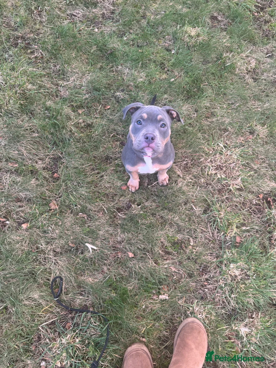 American Bully dogs for sale: Pocket bully  in Tayport - Advert 2