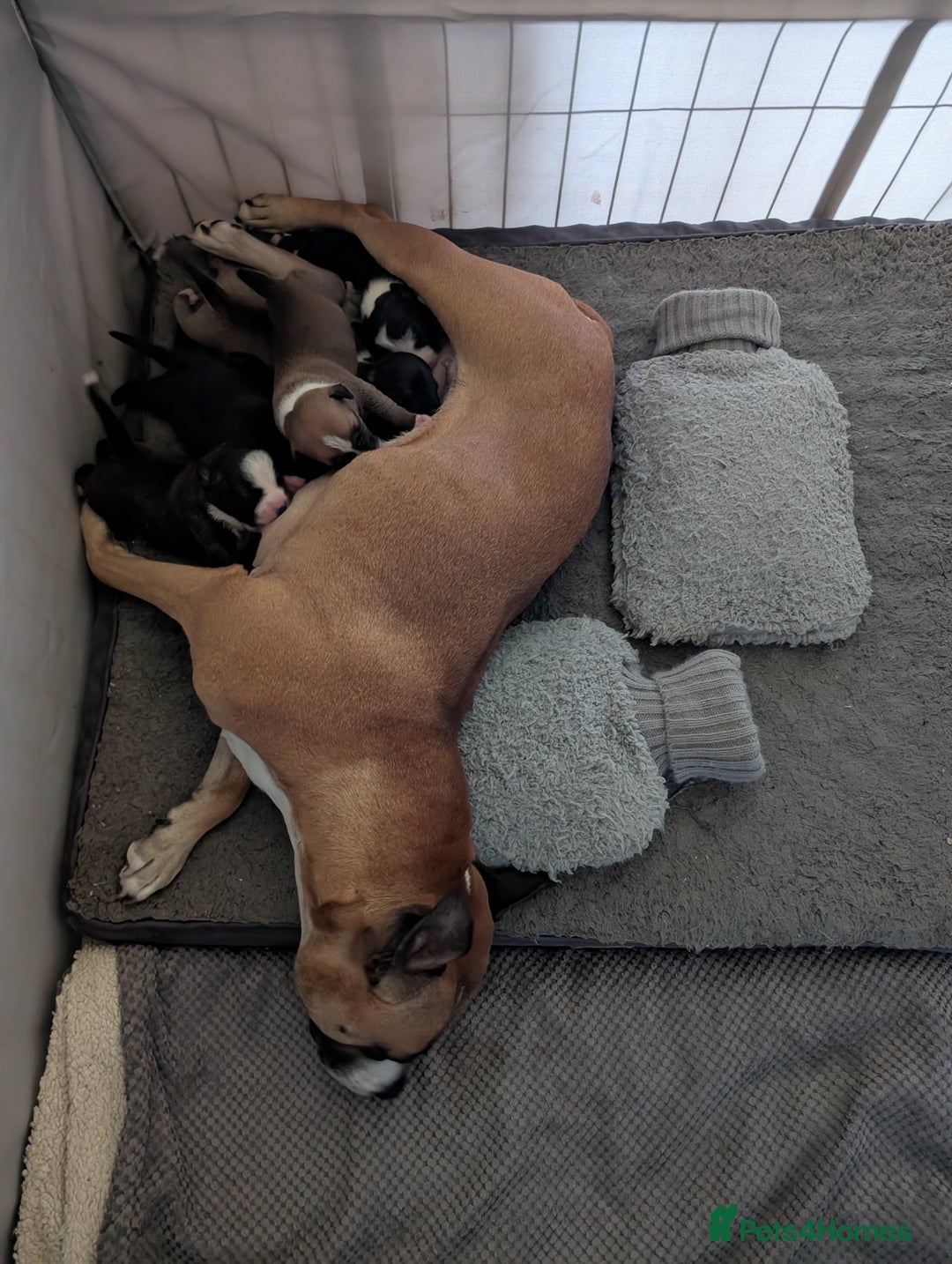 Staffordshire Bull Terrier dogs for sale: Stunning Staffordshire bull terrier puppies  - Advert 14