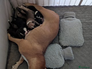 Staffordshire Bull Terrier dogs Stunning Staffordshire bull terrier puppies - Advert 9