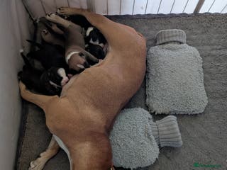 Staffordshire Bull Terrier dogs Stunning Staffordshire bull terrier puppies - Advert 1