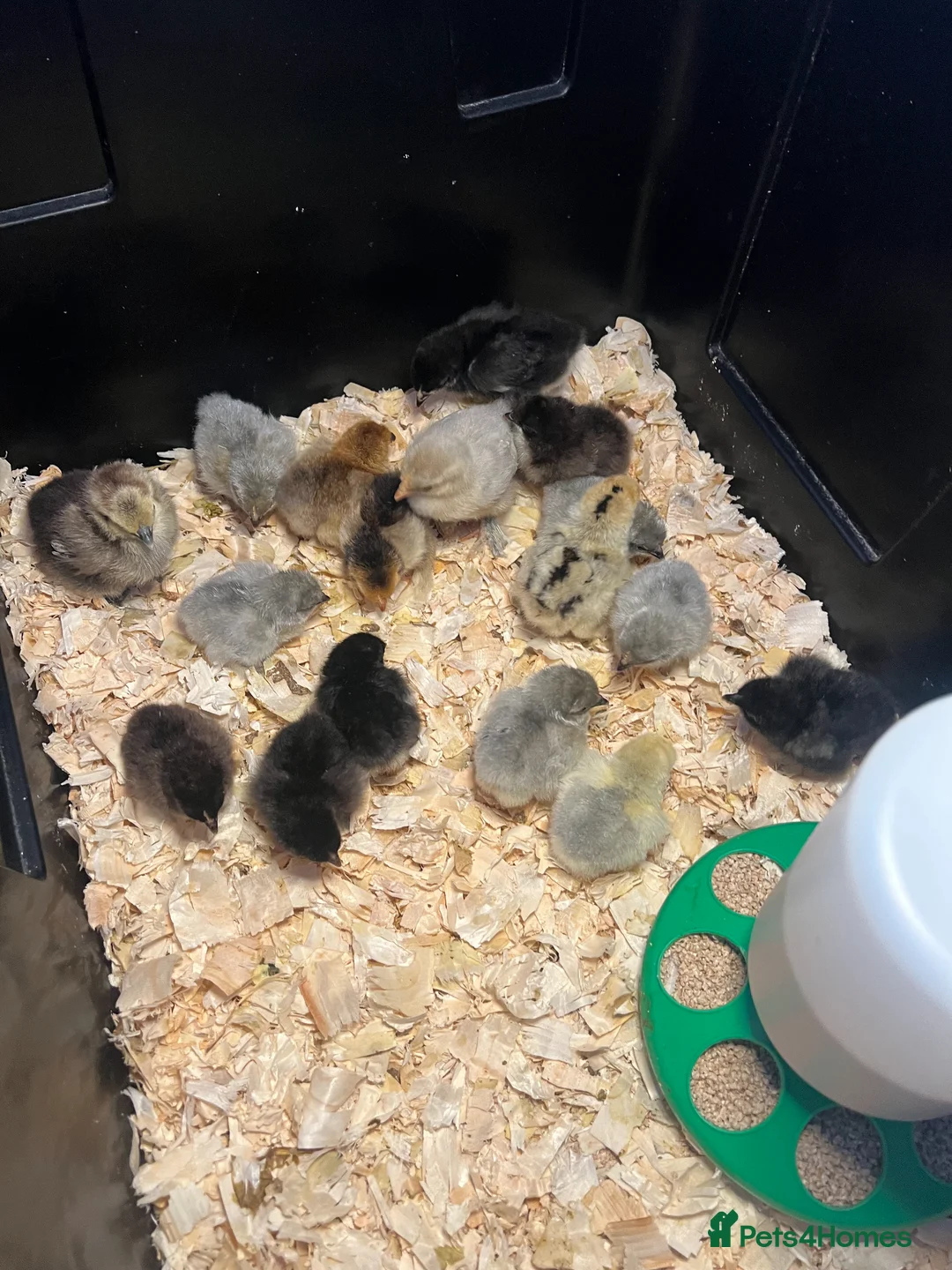 Chickens poultry for sale: Bantam Chicks - Pekin & Silkie Cross Pekin - Advert 1