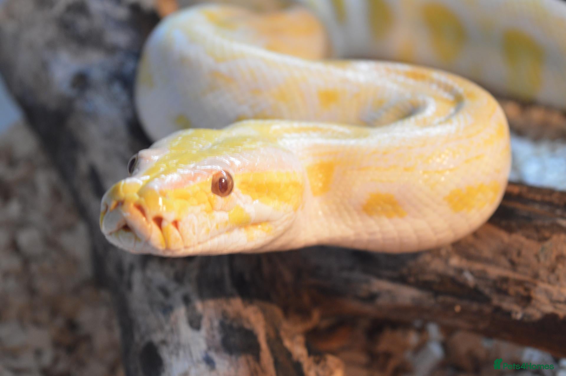 Python Snake reptiles Albino Burmese python - Advert 7