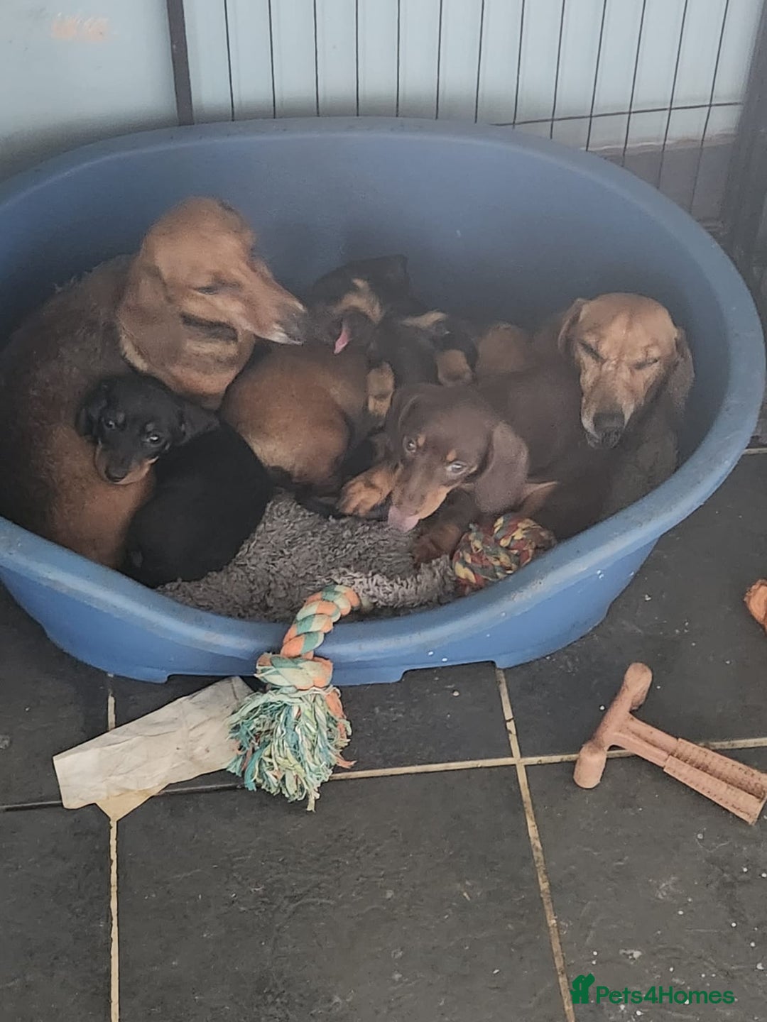 Miniature Dachshund dogs for sale: Minature dachsund puppies - Image 7