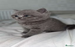 British Shorthair cats for sale: Pure Grey British short hair kittens  - Image 5