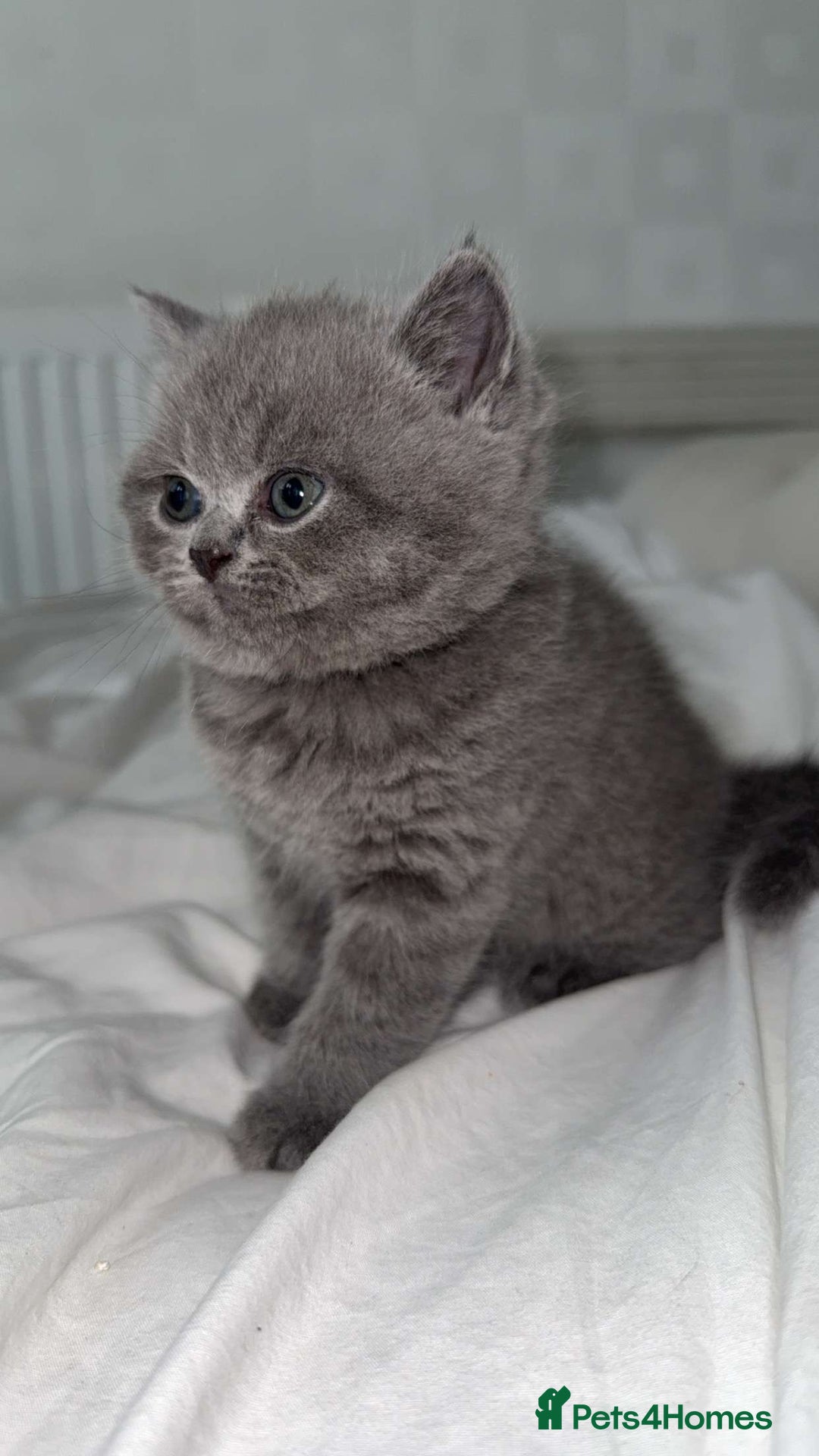 British Shorthair cats for sale: Pure Grey British short hair kittens  - Image 5