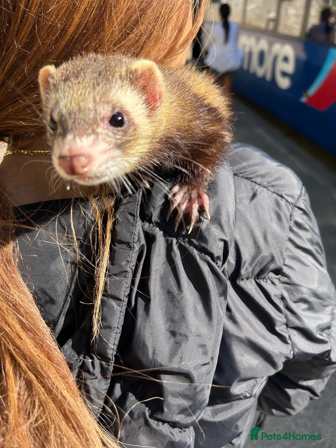 Ferret rodents for sale: Ricky and Enrique in Bournemouth - Advert 2