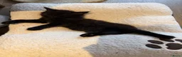 Mixed Breed cats for sale: Four Adorable Kittens Looking for Forever Homes - Advert 14