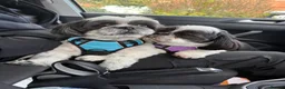 Shih Tzu dogs for sale: Black and white girl shitzu in Blackpool - Advert 8