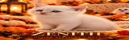 Scottish Fold cats for sale: Beautiful Scottish Boys Looking for Loving Homes - Advert 6