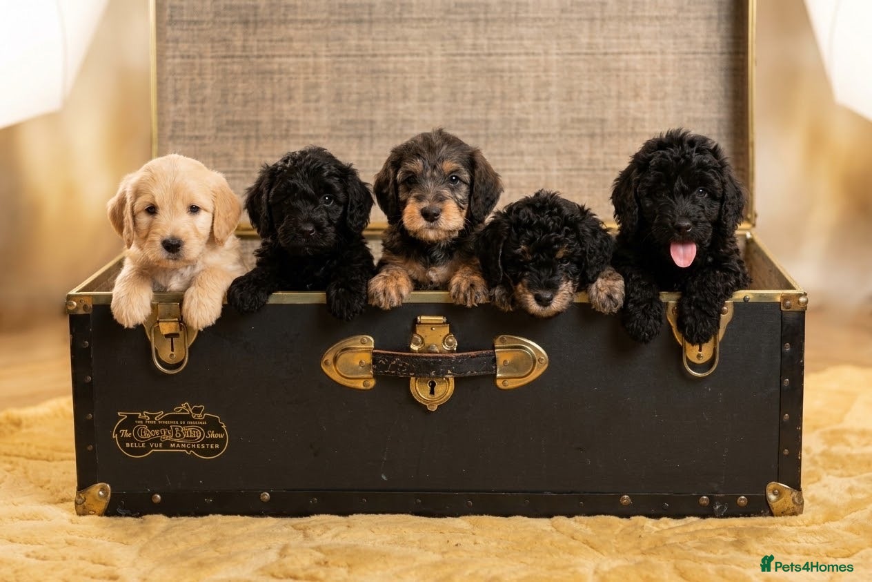 Cockapoo dogs for sale: Beautiful F1b Cockapoo Puppies phantom colours 🐾 - Advert 2