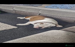 English Bulldog dogs for sale: Neil  - Image 10