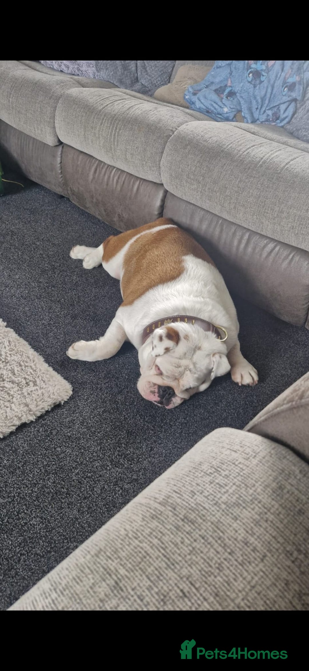 English Bulldog dogs for sale: Neil  - Image 10