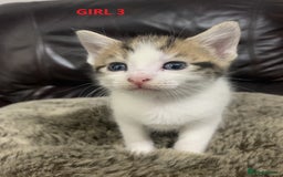 Mixed Breed cats for sale: 6 X BEAUTIFUL MIXED BREED KITTENS BORN 23.08.2025  - Image 10