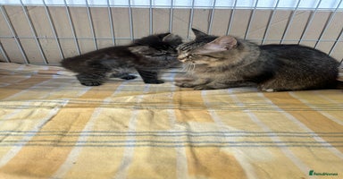 Mixed Breed cats - Advert 1