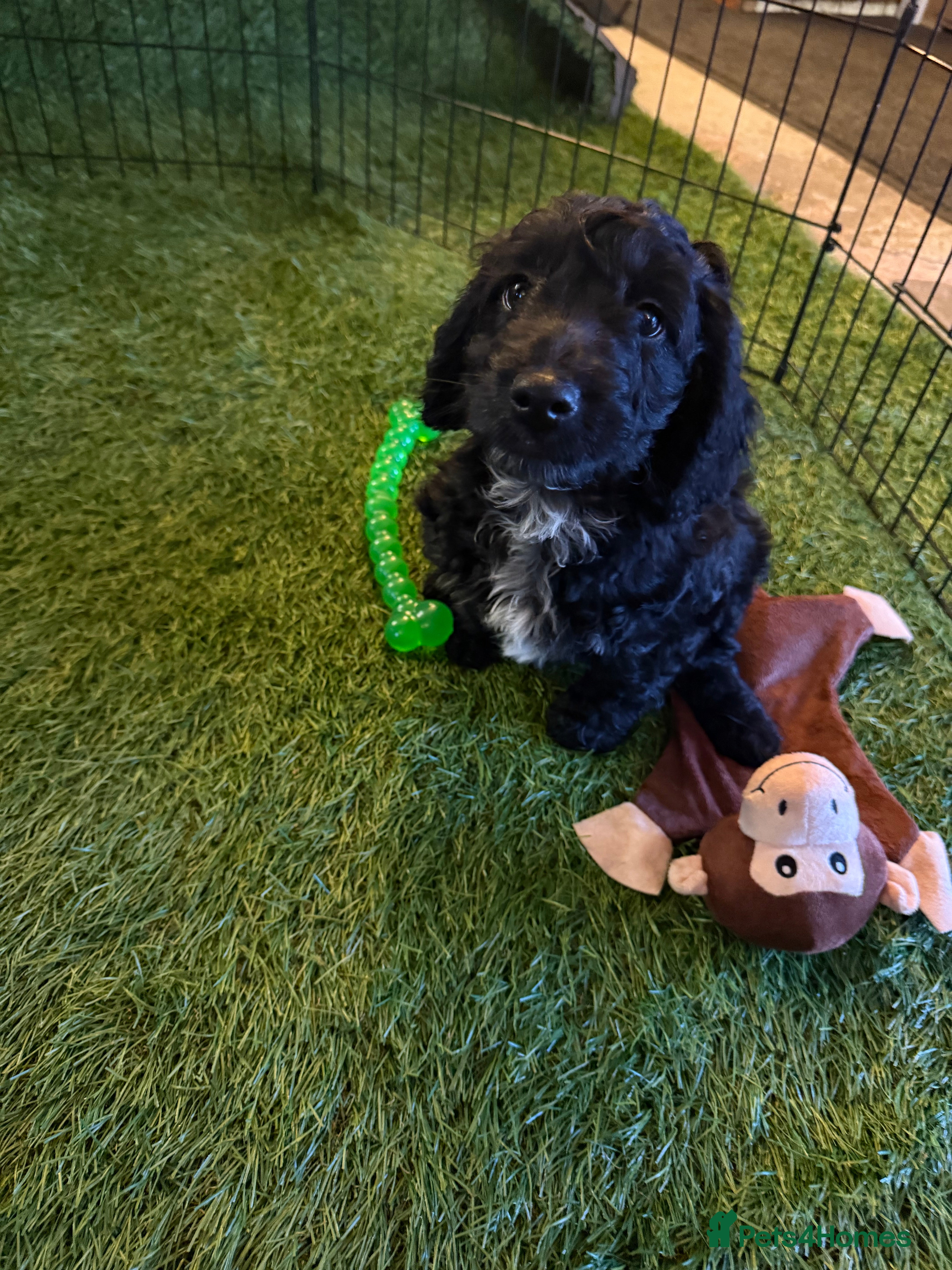 Cockapoo dogs F1 Cockapoo puppies READY TO LEAVE  - Advert 7