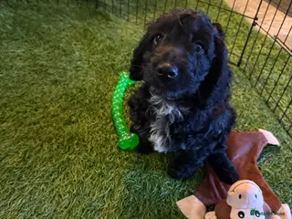 Cockapoo dogs F1 Cockapoo puppies READY TO LEAVE - Advert 13