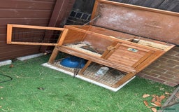 Guinea Pig rodents for sale: 3 female guinea pigs  - Image 3