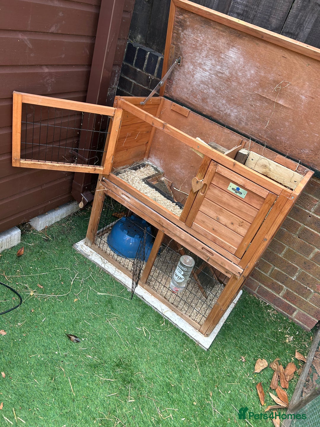 Guinea Pig rodents for sale: 3 female guinea pigs  - Image 3