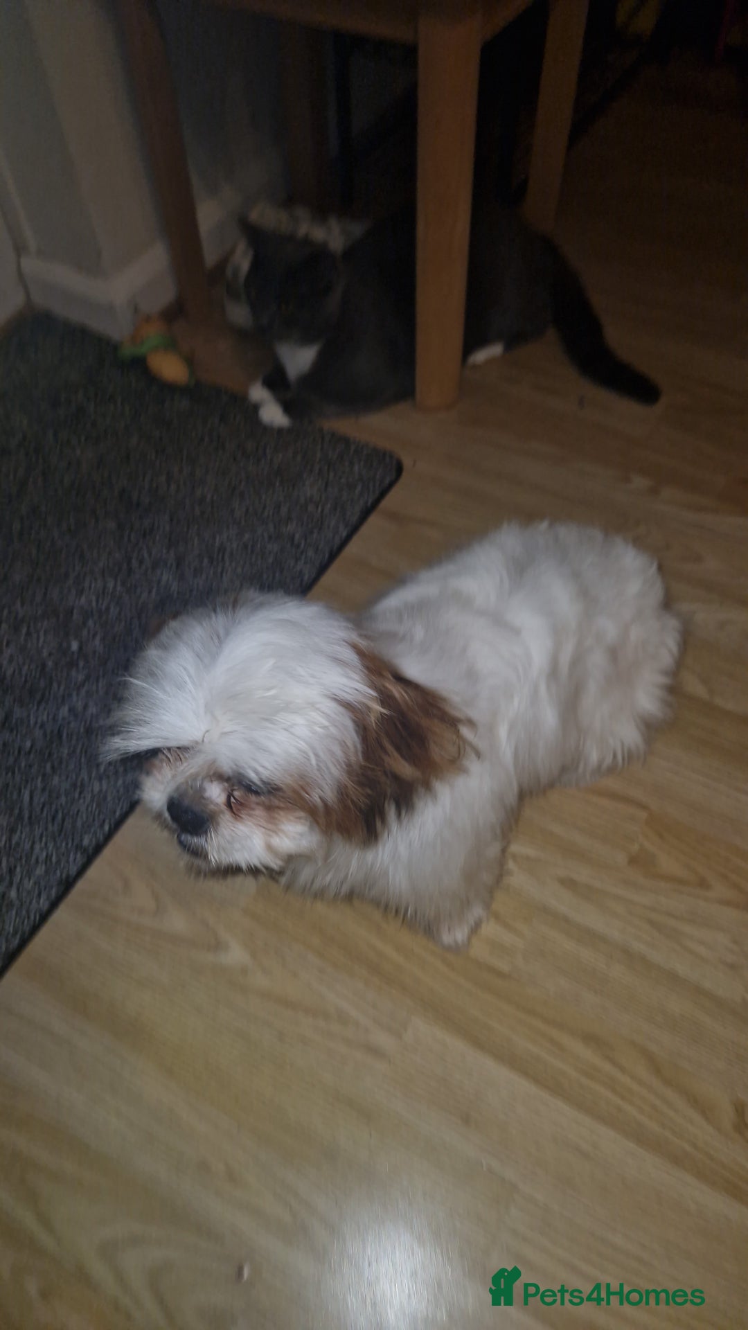 Shih Tzu dogs for sale: X2 Shih tzu puppies  - Image 4