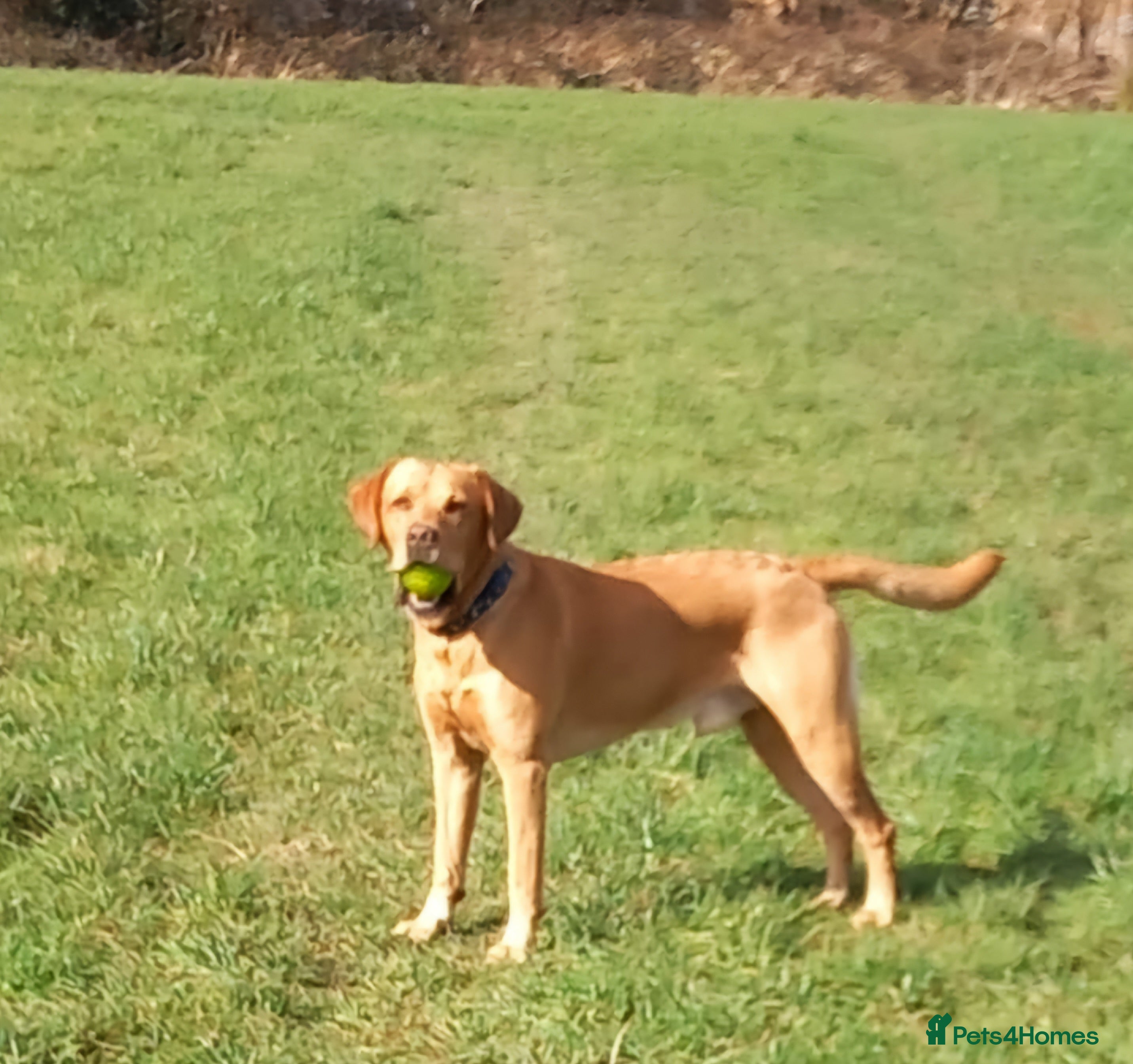 Labrador Retriever dogs Fox red Labrador ,stud duties (PROVEN) in Hengoed - Advert 3