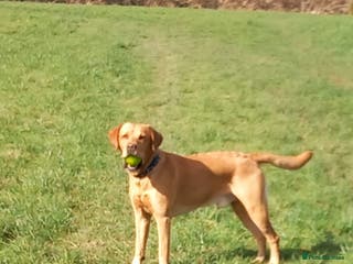 Labrador Retriever dogs Fox red Labrador ,stud duties (PROVEN) in Hengoed - Advert 14