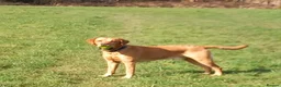 Labrador Retriever dogs for stud: Fox red Labrador ,stud duties (PROVEN) in Hengoed - Advert 1